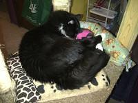 North Vancouver 2-20120208-00034